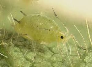 uploads/images/pest/papaya green peach aphids.jpg